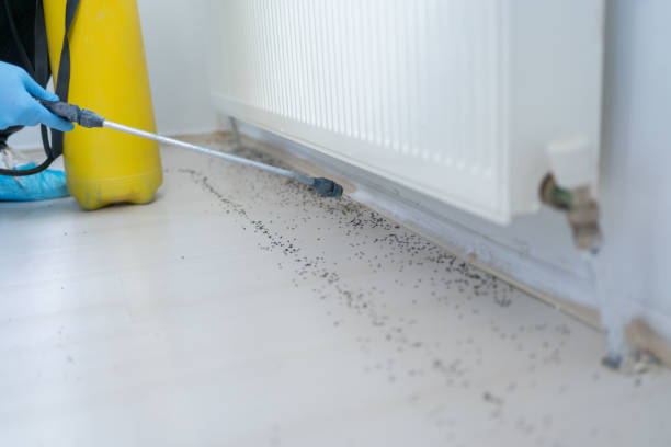Best Flea Control Services  in Romeo, MI