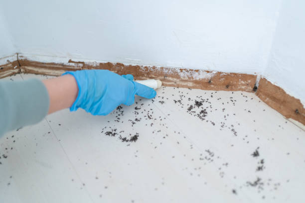  Romeo, MI Pest Control Pros